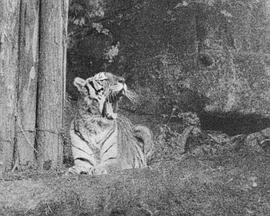 波多野结衣高清线视频1影视海报