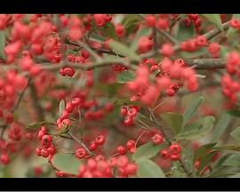 色动漫影视海报